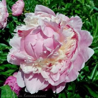 Paeonia Pink Radiance