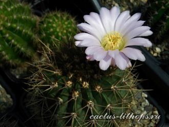 Acanthocalycium violaceum P 110a - 5 семян