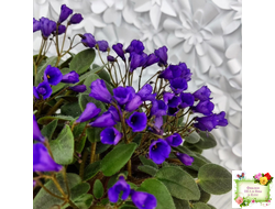 Vallarta Campanas Moradas (G.Beck) трейлер (пасынок посажен 17.08.25)