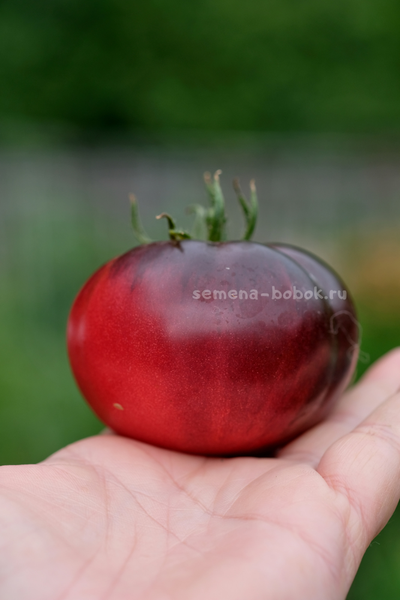 Томат Пленительный Аметист, 10 шт