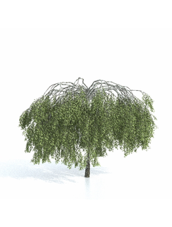 лиственные Береза повислая 008