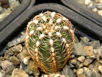 Gymnocalycium bruchii ssp.shimadae GN 531 (D=15-18мм)