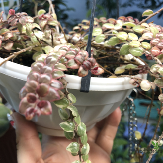 Колумнея вариегатная ‘Allenii Morton Variegata’