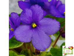 LV-Олег+Алиса (Л. Шевелева) 2025 г. (гёрл-лист с кроновой пестролистностью)