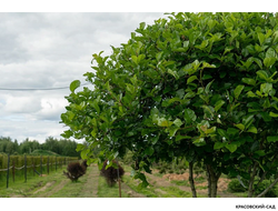 Топиар Боярышник сливолистный в форме зонта