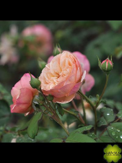 КУЛИНАРНАЯ РОЗА ПАРКОВАЯ &quot;ЭВЕЛИН ВАЙЛД&quot; (СЛАДКИЙ ВКУС И АРОМАТ)