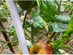 Томат Гном Мгла Винса (Dwarf Vince’s Haze)