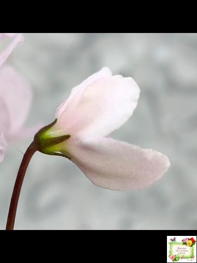 LV-Есть Время (Л. Шевелева) 2025 г. трейлер (пасынок посажен 20.01.26)