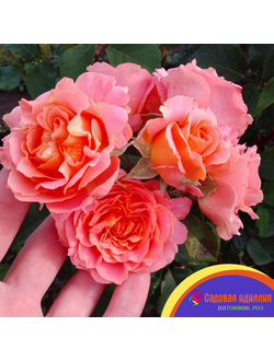 Вивьен Вествуд (Vivienne Westwood)