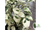 Ficus Benjamina De Gantel / фикус Бенджамина Де гантель