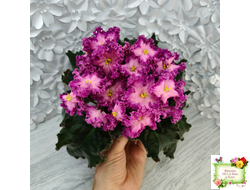 Nik-Любовный Напиток (Н. Булко) 2023 г.