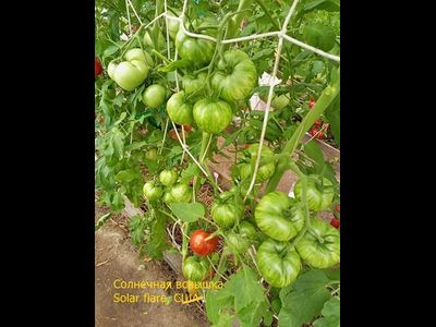 Томат Солнечная вспышка (Solar flare)