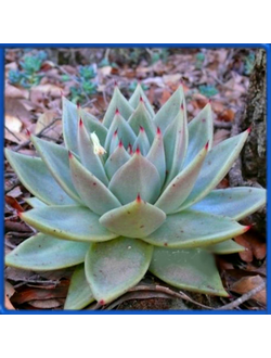 Echeveria agavoides 'La Virgin'