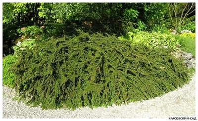 Кизильник горизонтальный - Horizontalis