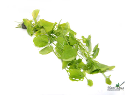 Кардамин (пучок)