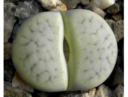 Lithops pseudotruncatella ssp.archerae С306