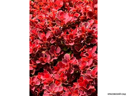 Барбарис Тунберга Руби Стар - фото листвы - красовский-сад.рф
