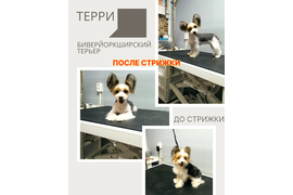 Биверйоркширский терьер ТЕРРИ