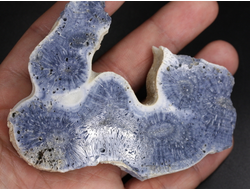 Коралл голубой Акори, Австралия (91*70*14 мм, 100 г) №37719