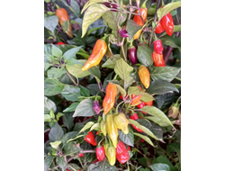 Перец острый  Naga Smooky Rainbow