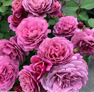 Onlayn havaskor xususiy porno