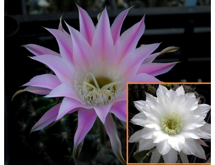Echinopsis (Эхинопсис) - Echinopsis hybrid
