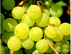 Виноград