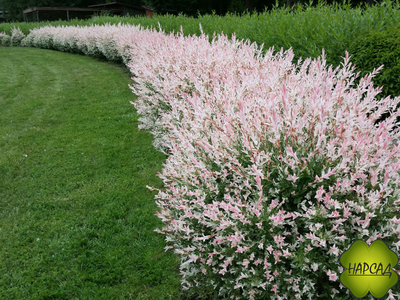 Ива "Хакуро-Нишики" (РОЗОВЫЙ ПРИРОСТ БУДТО ЦВЕТЫ) (саженец 1,5 года)