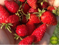 ЗЕМЛЯНИКА "БАРОН СОЛЕМАХЕР" (БЕЗУСАЯ, СЛАДКАЯ И АРОМАТНАЯ) (САЖЕНЕЦ В ГОРШКЕ)