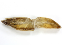 Гипс, кристалл, Россия, Ставропольский край (88*19*16 мм, 37 г) №29486