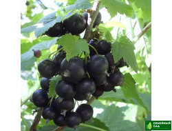 Смородина черная "Зеркальная"