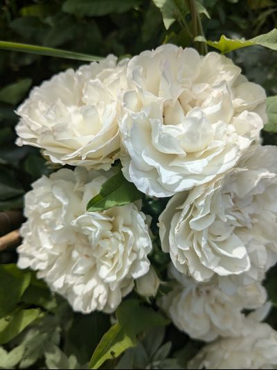 Уайт Диадем