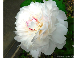 Пион Couronne d'Or (Курон д'Ор)