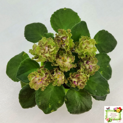 Allegro Pink Pistachio (J.Stromborg)