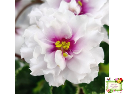 Р-В Стране Чудес (В.Зуб) 2023 г.