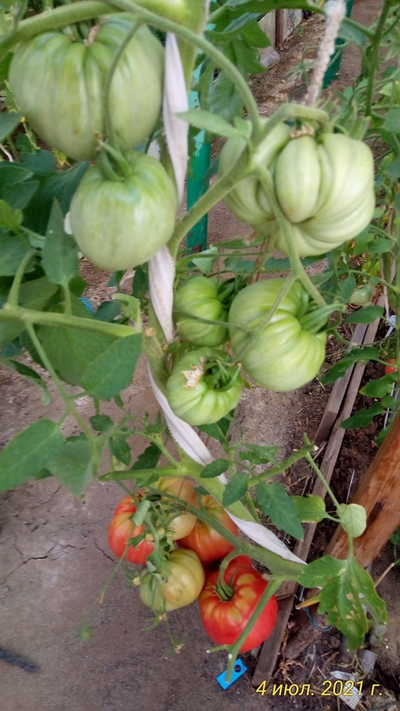 Томат Восхитительный Хой (Hoy Delicious)