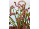 Drosera "Capensis var. Rubra"