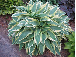 Хоста Wolverine, C2