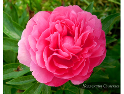 Пион Rose heart (Роуз Херт)