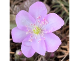 Hepatica nobilis Печерские Рассветы