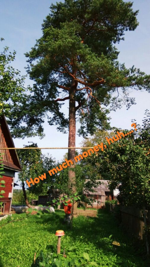 Сколько стоит спилить, мм?