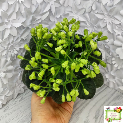 Emerald Bell (О.Барышева) 2016