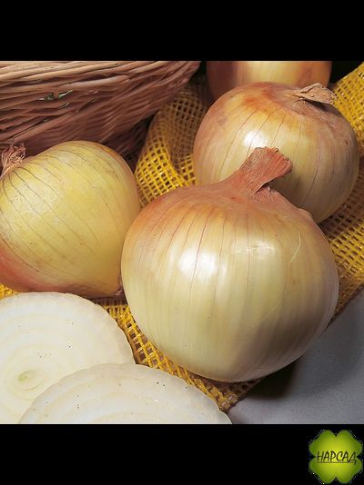 ЛУК-СЕВОК "СЕНШУЙ" (ОЗИМЫЙ, ГОЛЛАНДИЯ) 0,5КГ/1КГ