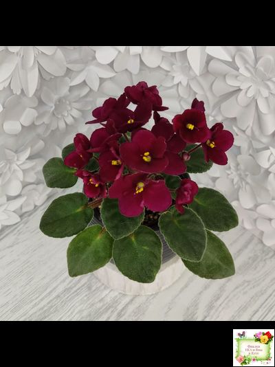 Jolly Mars (H.Pittman), #9718 (01/15/2007)