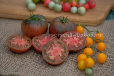 Томат Dwarf Pierce’s Pride (Гном Гордость Пирса), 10 шт