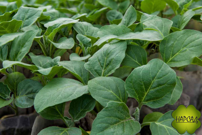 БАКЛАЖАН СОРТА В АССОРТИМЕНТЕ