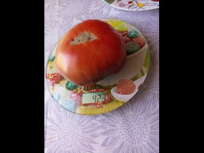 Томат Оранжево-красный Блюз (Orange red Blues)