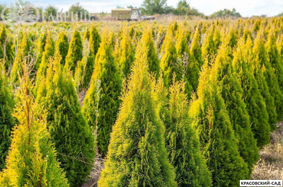 Туя Голд Смарагд - Gold Smaragd