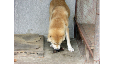 Сайт http://meat34.ru/  
8-962-761-2801; 8-961-071-7118
Собаки уникальны. Кормите их достойно! 
