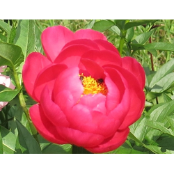 Пион Helen Matthews (Хелен Мэтьюс)